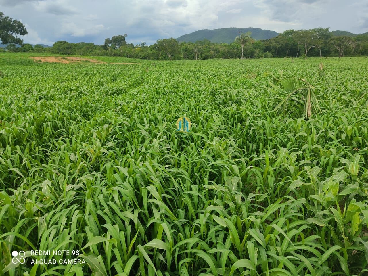 Fazenda/Sítios/Chácaras em Monte Alegre de Goiás - Centro