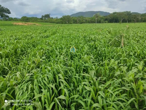 Fazenda/Sítios/Chácaras em Monte Alegre de Goiás - Centro