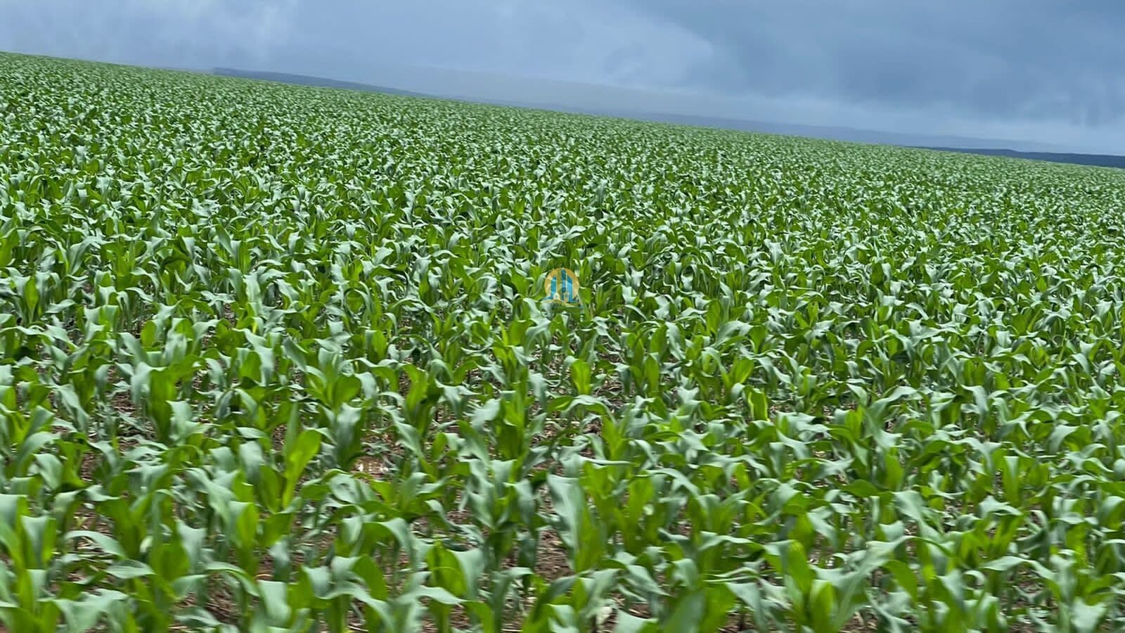 Fazenda/Sítios/Chácaras em Nobres - Centro