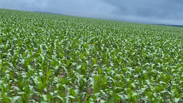 Fazenda/Sítios/Chácaras em Nobres - Centro