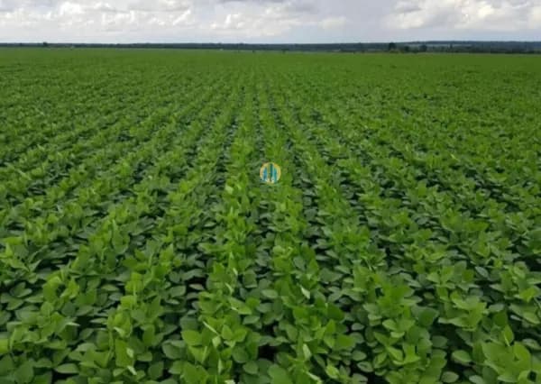 Fazenda á venda em Mato Grosso