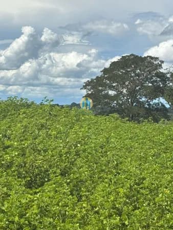 Fazenda/Sítios/Chácaras em Itajá - Centro