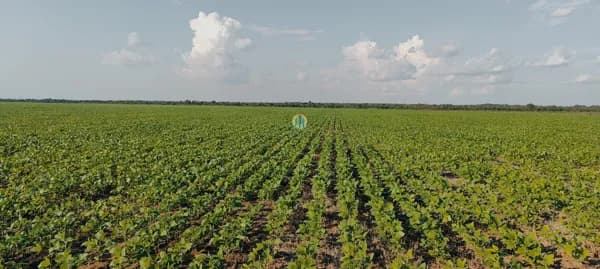 Fazenda/Sítios/Chácaras em Peixe - Centro