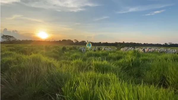 Fazenda à Venda !!