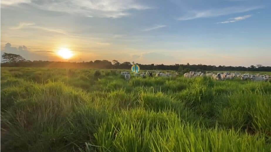 Fazenda à Venda !!