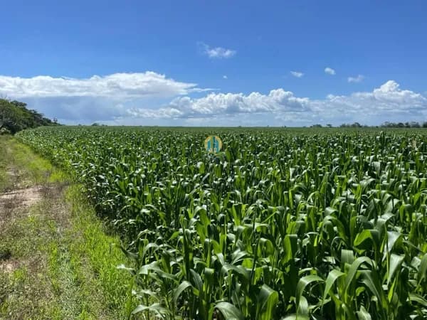 Fazenda á Venda no Pará !