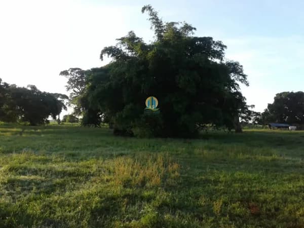 Fazenda á venda em Matro Grosso !