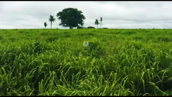 Fazenda/Sítios/Chácaras em Santa Vitória - Centro