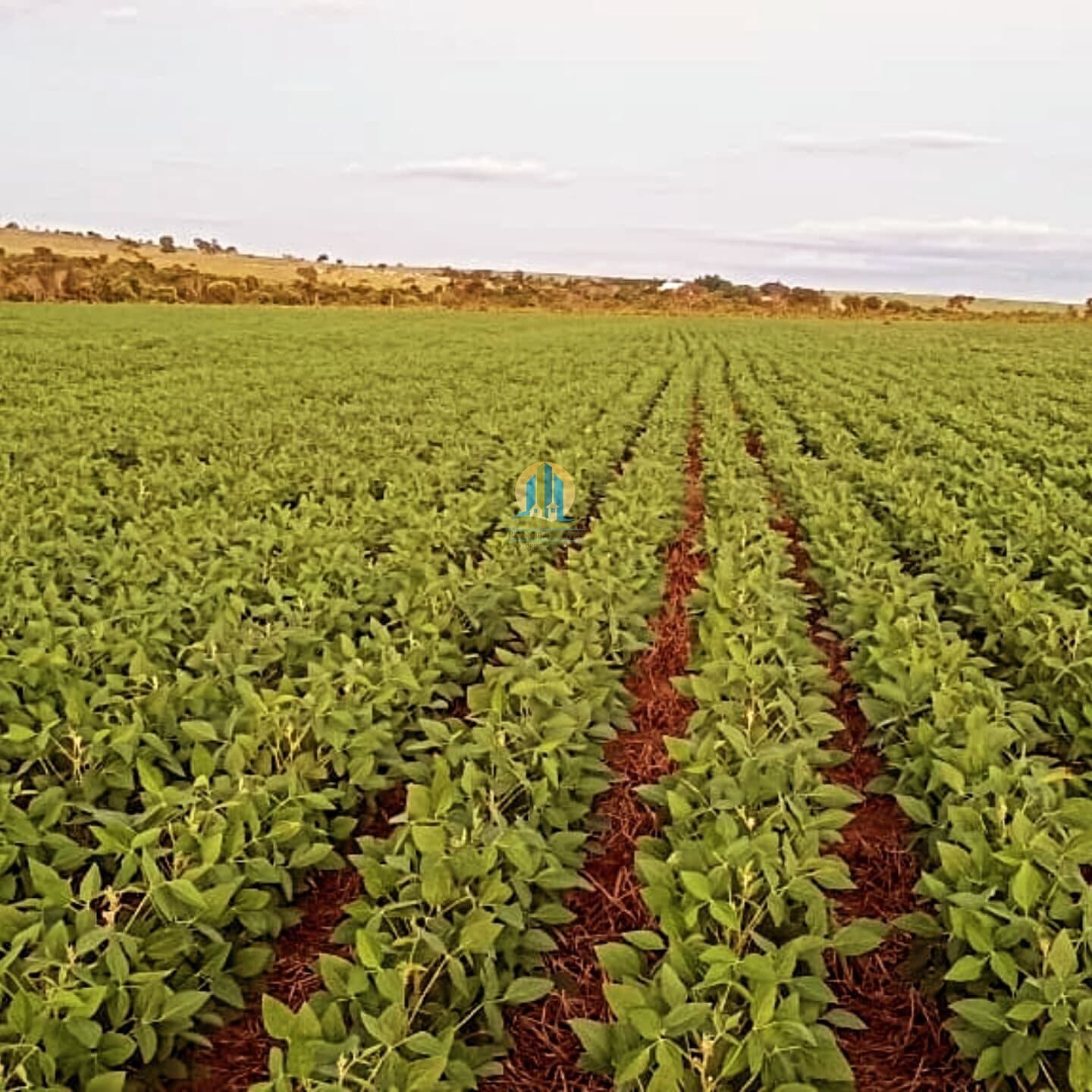 Fazenda/Sítios/Chácaras em Paraíso das Águas - Centro