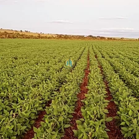 Fazenda/Sítios/Chácaras em Paraíso das Águas - Centro