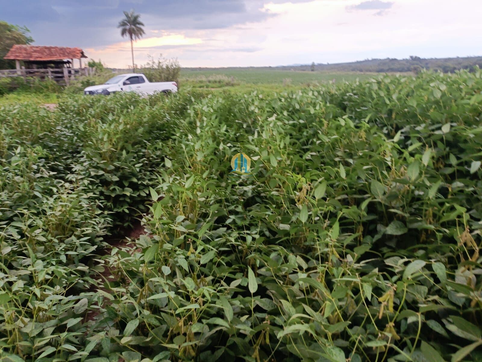Fazenda/Sítios/Chácaras em Leme - Fazenda Palmeiras