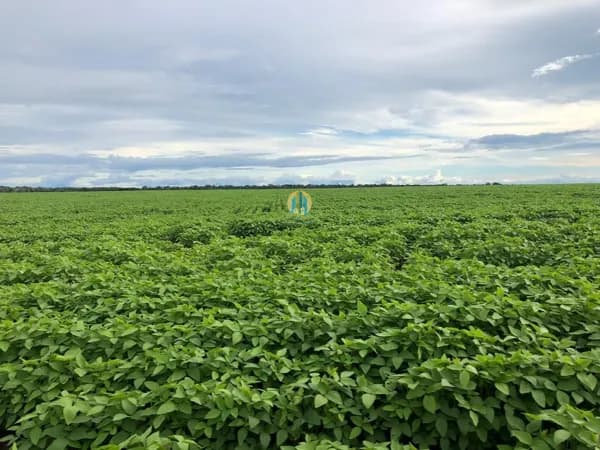 Fazenda á venda em - MT