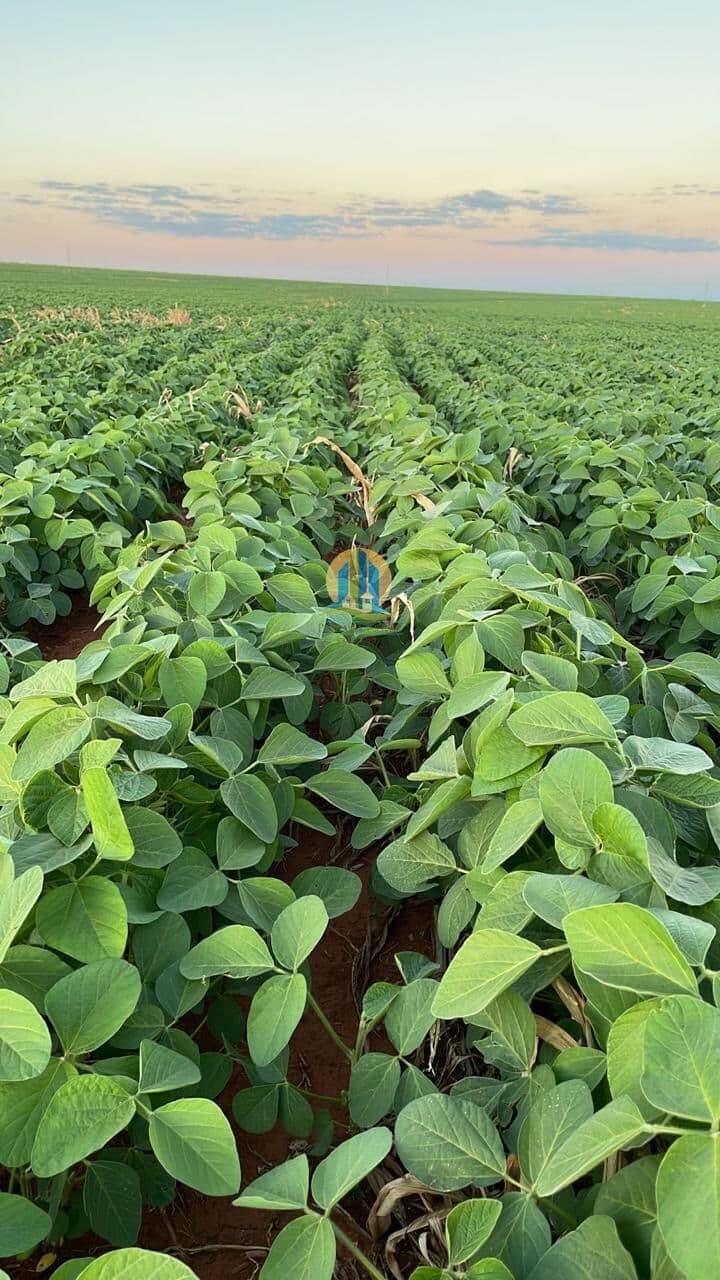 Fazenda/Sítios/Chácaras em Rio Verde de Mato Grosso - Centro