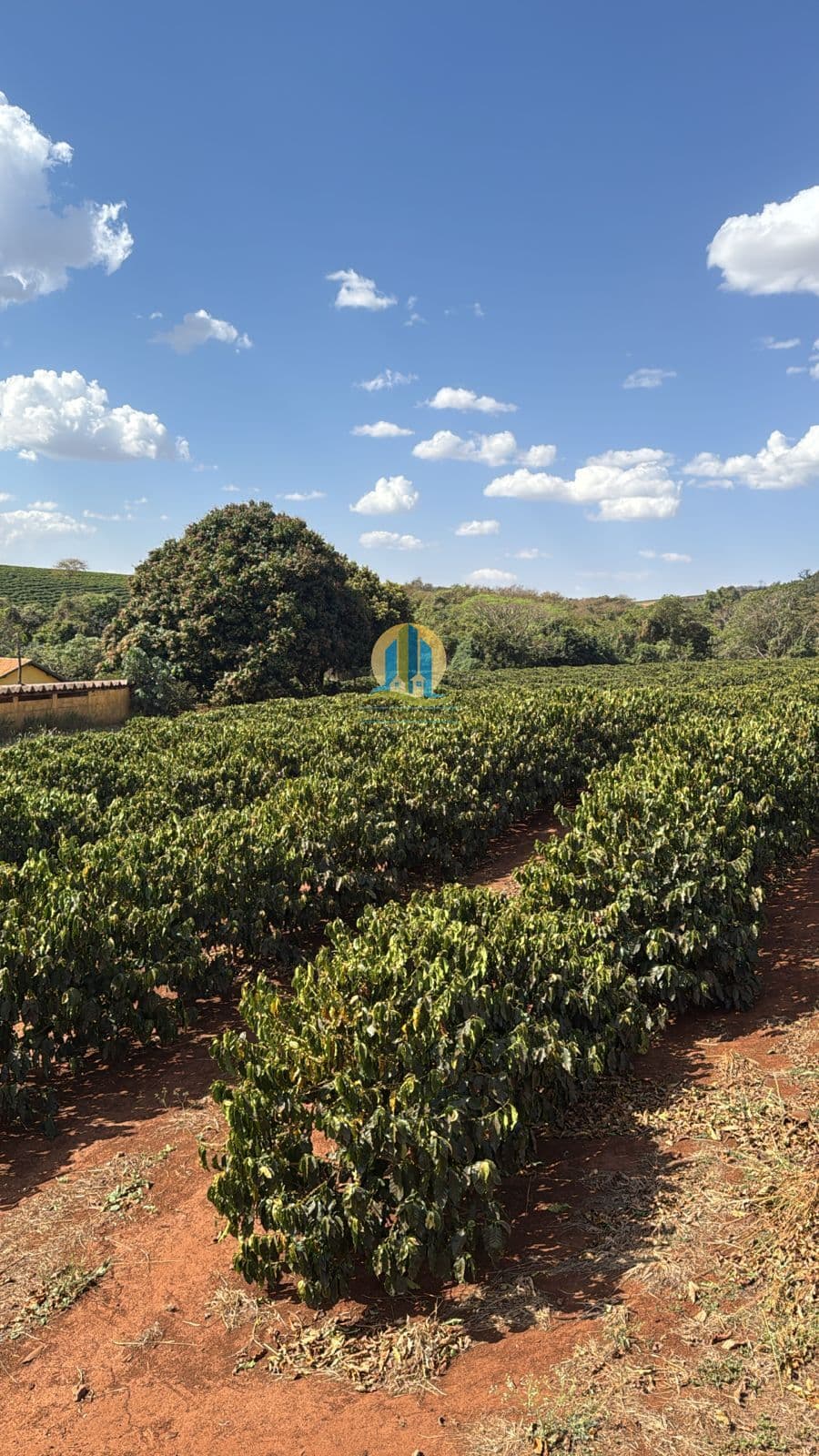 Fazenda/Propriedade de café