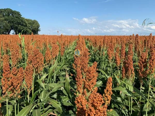 Fazenda á Venda no Mato Grosso do Sul !
