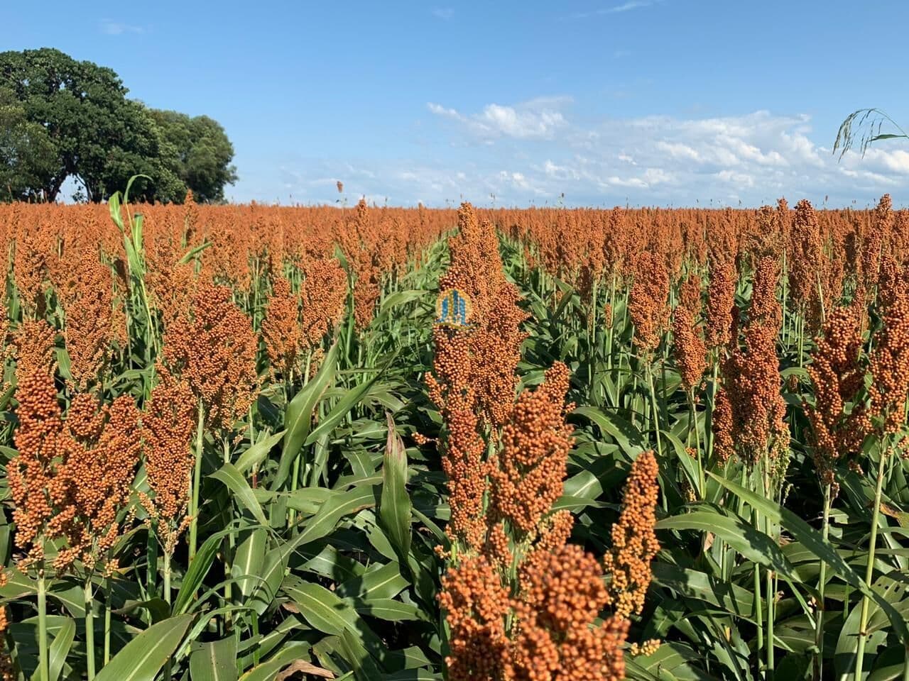 Fazenda á Venda no Mato Grosso do Sul !