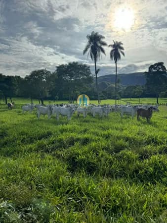 Fazenda Á Venda em Tocantins !