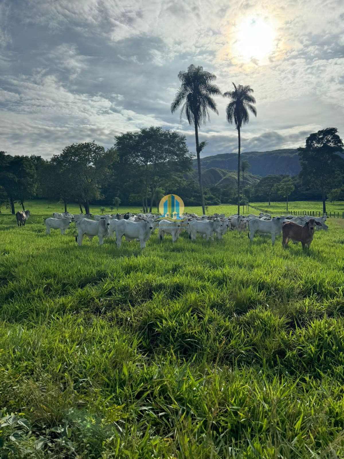 Fazenda Á Venda em Tocantins !