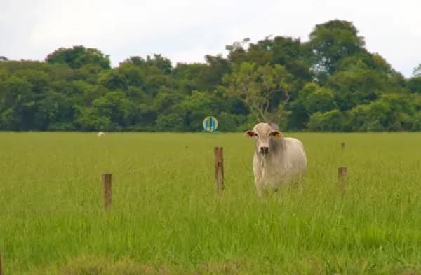 Fazenda/Sítios/Chácaras em Ourinhos - Nova Ourinhos