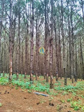 Fazenda/Sítios/Chácaras em Itapetininga - Centro