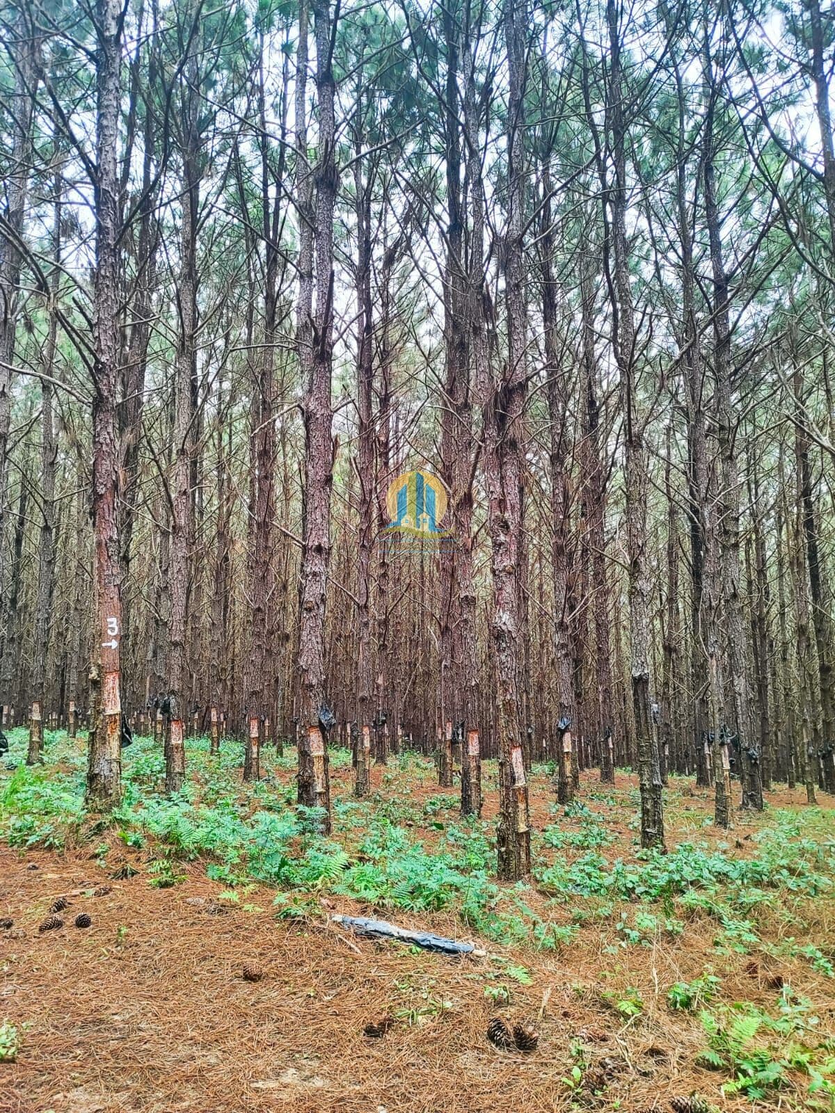 Fazenda/Sítios/Chácaras em Itapetininga - Centro