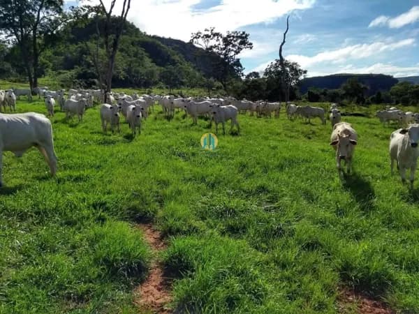 Fazenda á Venda em MT !