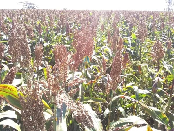 Fazenda/Sítios/Chácaras em Marília - Centro