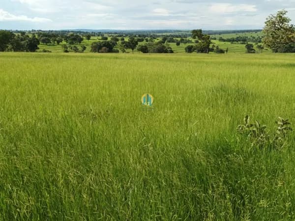 Fazenda á Venda em MS !