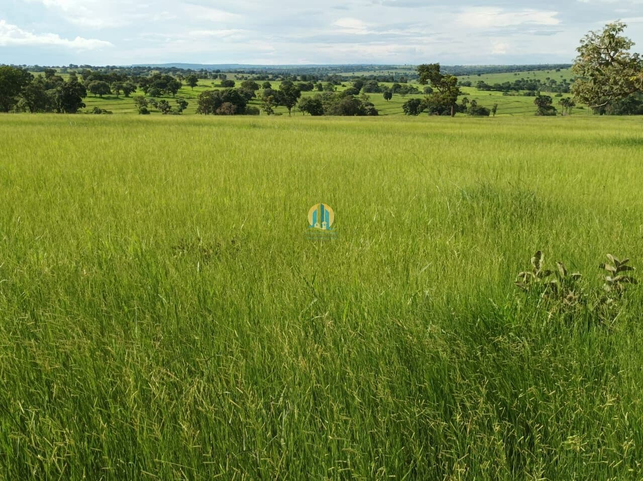 Fazenda á Venda em MS !
