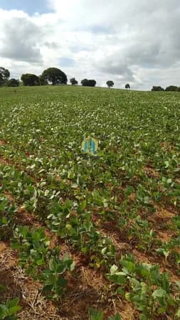 Fazenda/Sítios/Chácaras em Buri - Centro