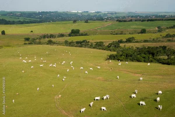 Fazenda em Ramilândia/PR