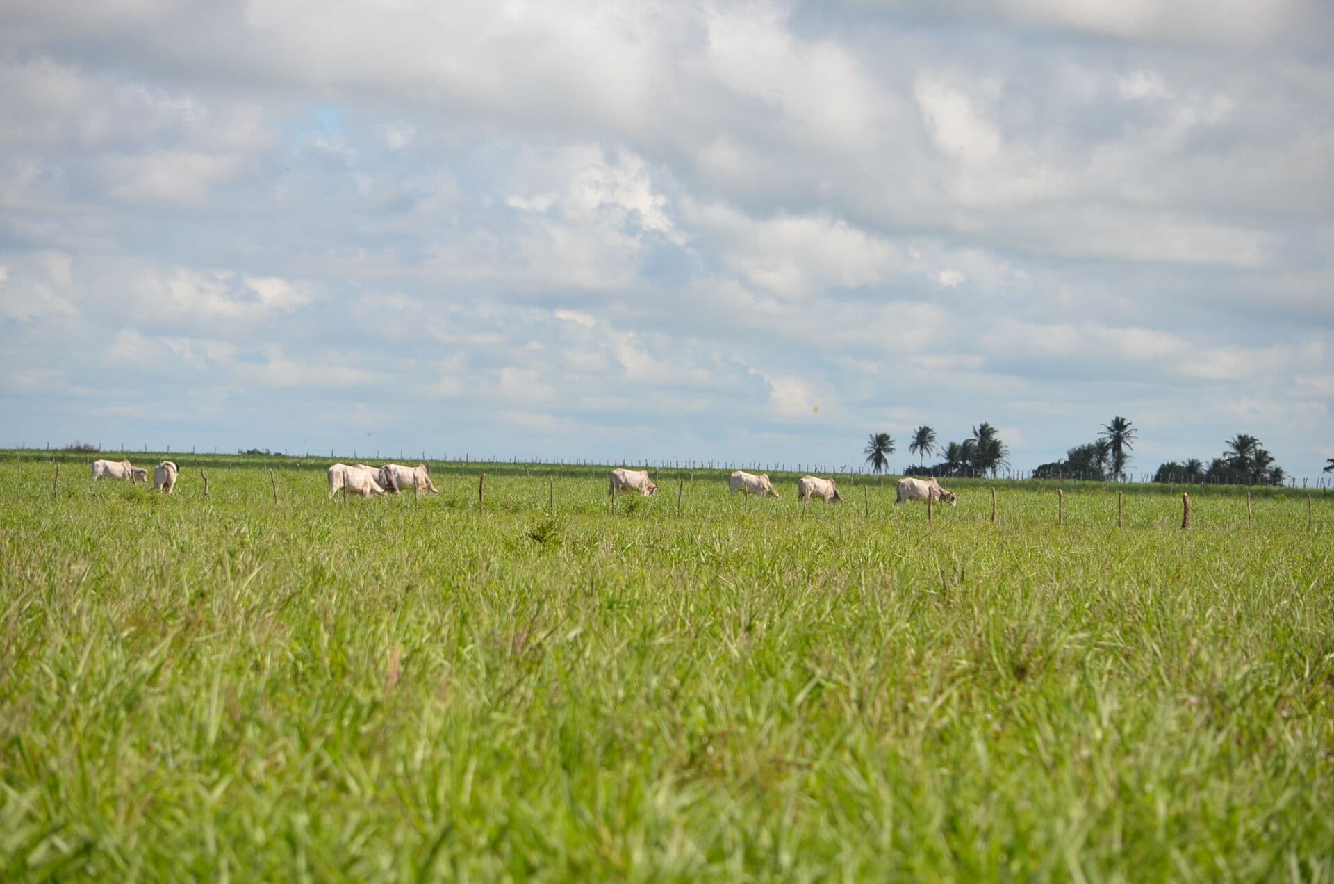 Lote/Terreno em São Miguel de Taipu - Centro