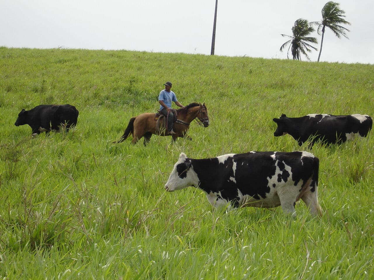 Lote/Terreno em Conde - Centro