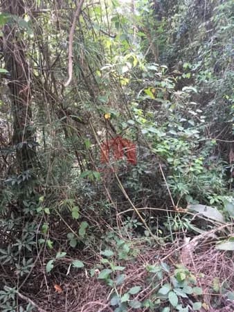Terreno Residencial à venda, Loteamento Vale Das Flores, Atibaia - TE0609.