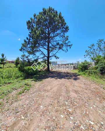 Lote/Terreno em Venâncio Aires - Aviação