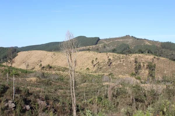 Fazenda 104,50 Alqueires, com 32 Alqueires Reflorestados - Itambezinho!