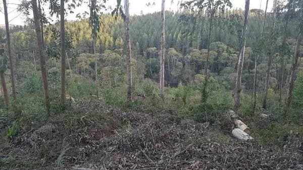 Área à venda no bairro Santo Antonio - Balsa Nova/PR