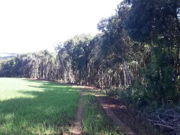 Chácara à venda em Campo Largo/PR