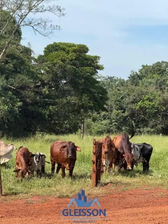 CHÁCARA ESPETACULAR À VENDA – UM VERDADEIRO PARAÍSO À 10km DE ITUIUTABA/MG