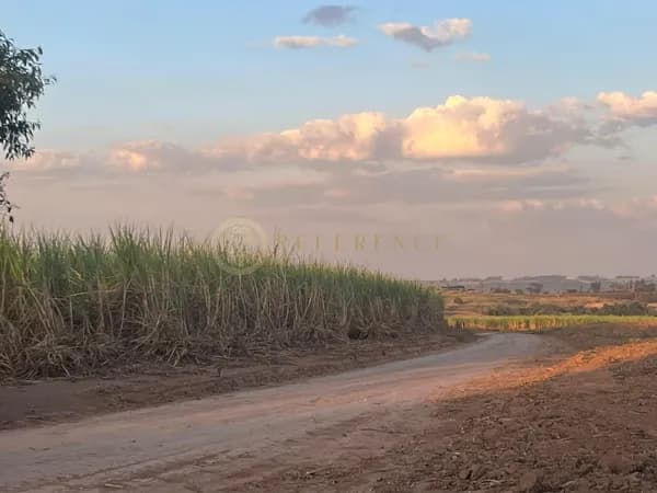 FAZENDA DE CANA À VENDA – 52 ALQUEIRES ARRANDADOS, CHARQUEADA – PIRACICABA/SP