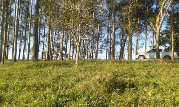 Sítio à venda em Mogi das Cruzes/SP
