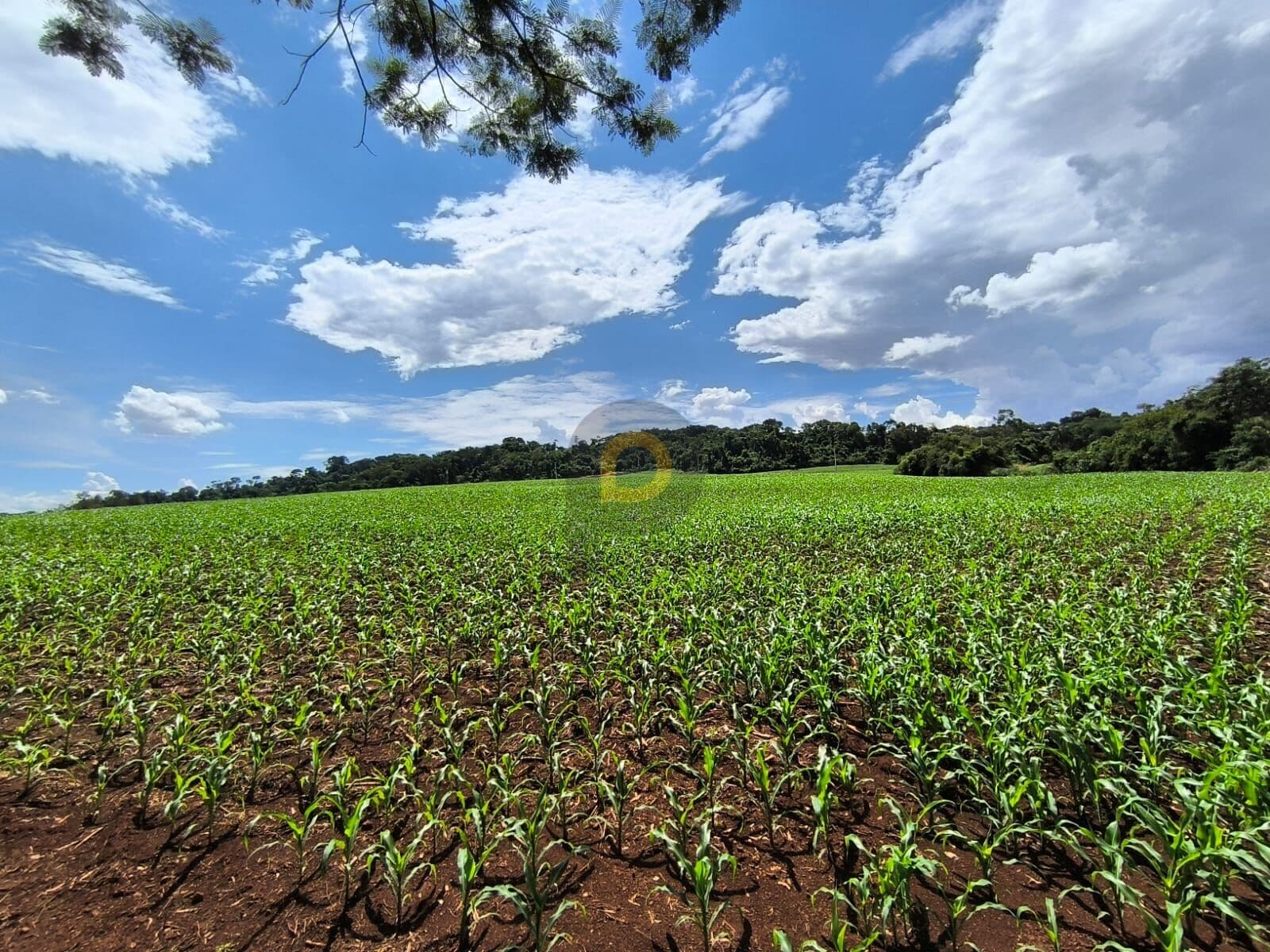 Sítio em Nova Santa Rosa