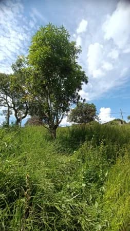 Excelente lote 360m² localizado em Juatuba MG