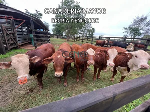 Fazenda agronegócio de 53,4 ha, multiprodutiva no Paraguai