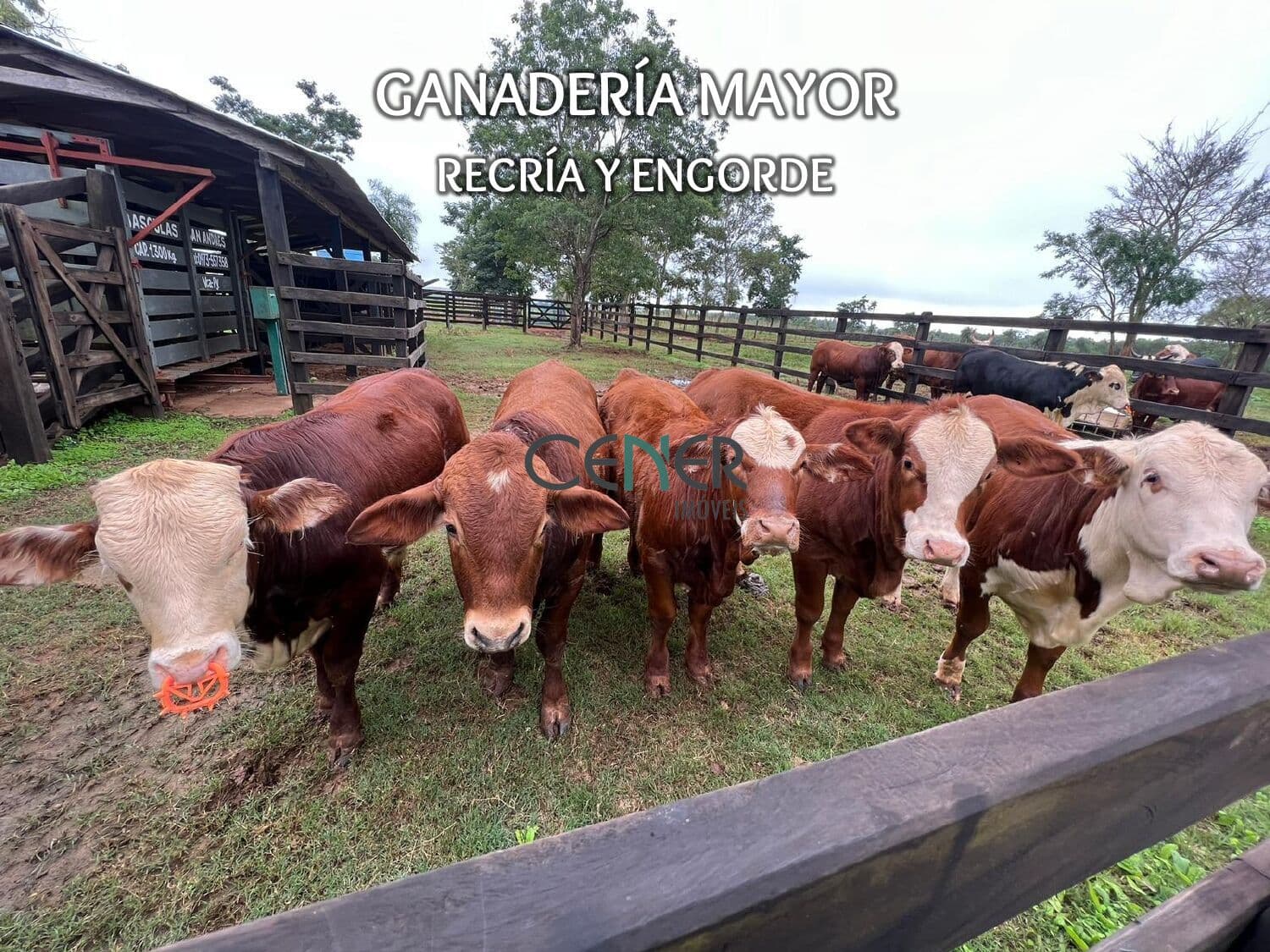 Fazenda agronegócio de 53,4 ha, multiprodutiva no Paraguai