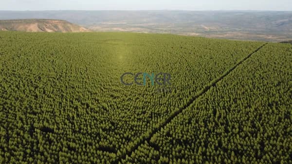 Fazenda de 1700 ha toda plana, altitude 1 000 metros e com eucalipto