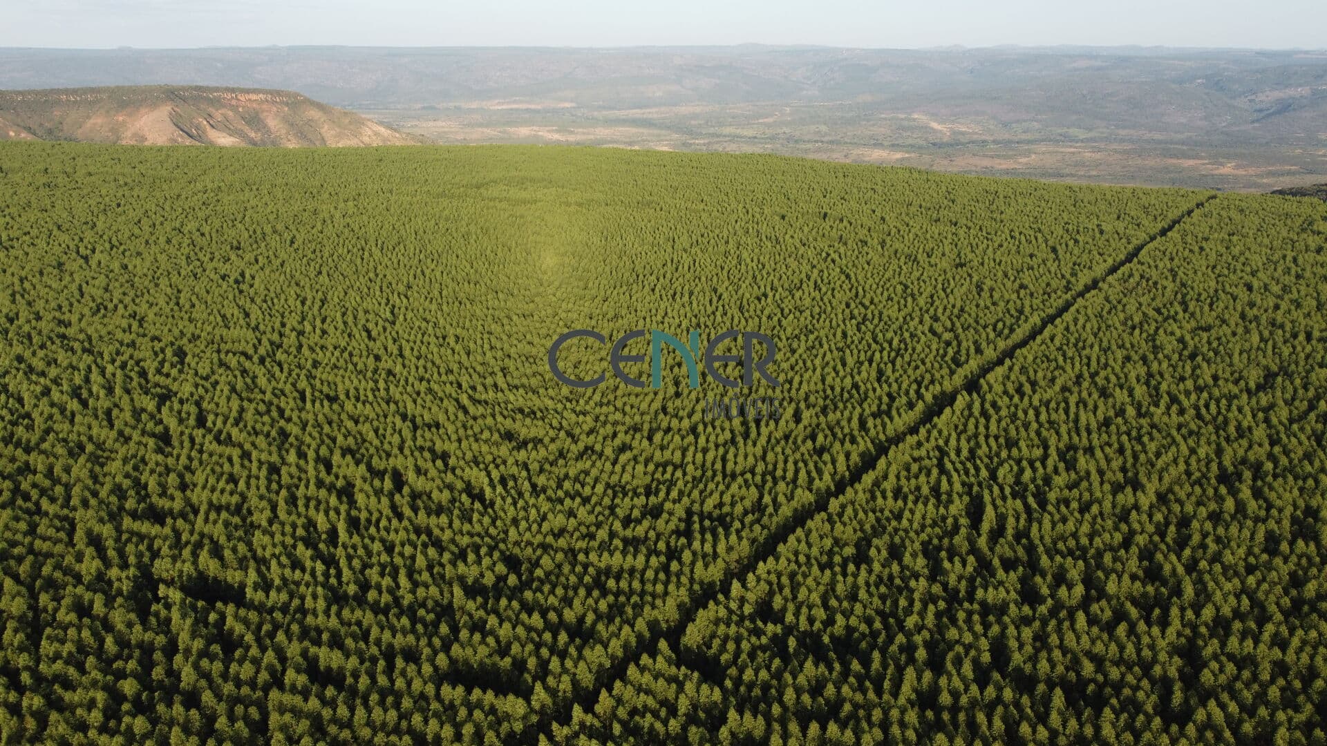 Fazenda de 1700 ha toda plana, altitude 1 000 metros e com eucalipto