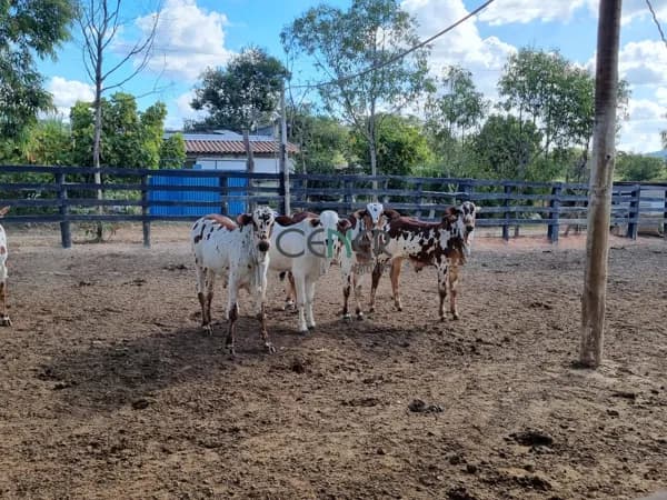 Fazenda de 249 ha estruturada para gado de elite
