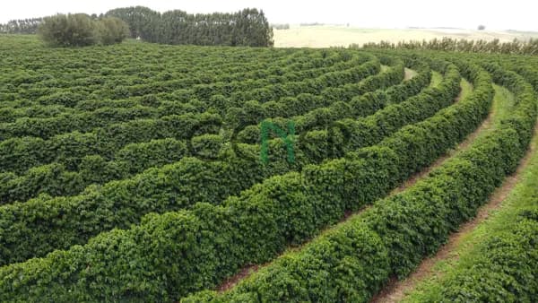 Extraordinária fazenda de 1040 ha com café e lavouras em Araxá MG