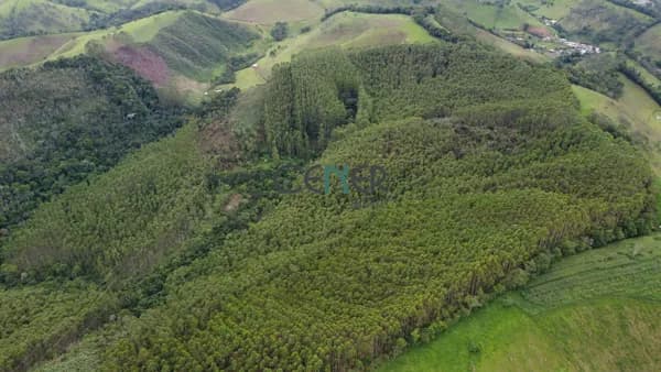 Ótima fazendinha de 50 ha com 28 ha de eucalipto